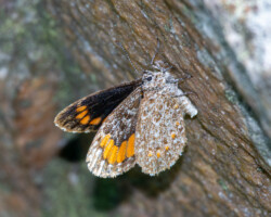 Durbania amakosa flavida