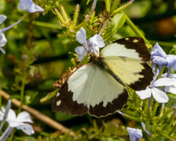 Eronia cleodora