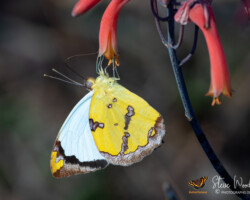 Eronia cleodora