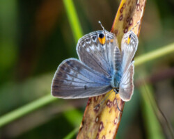 Euchrysops barkeri
