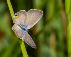 Euchrysops barkeri