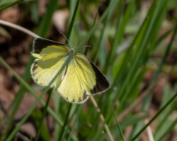 Eurema brigitta brigitta