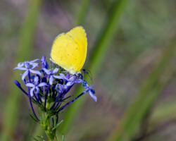 Eurema brigitta brigitta