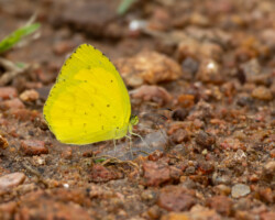 Eurema desjardinsii regularis