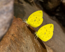 Eurema floricola floricola