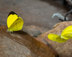 Eurema floricola floricola