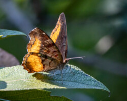Eurytela dryope angulata