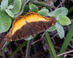 Eurytela dryope angulata