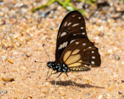 Graphium leonidas - Mud puddling on urine
