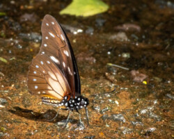 Graphium leonidas