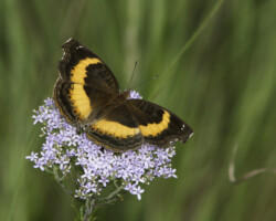 Junonia elgiva
