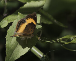 Junonia elgiva