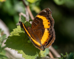 Junonia elgiva
