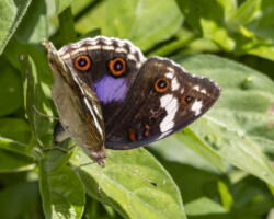 Junonia oenone oenone