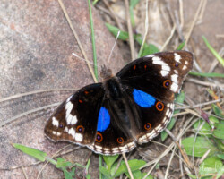 Junonia oenone oenone