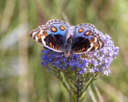 Junonia orithya madagascariensis