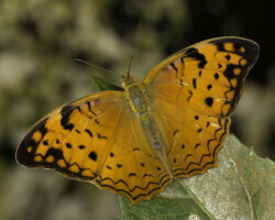Lachnoptera ayresi