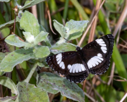 Neptis laeta