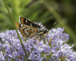 Nervia mohozutsa