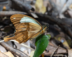 Papilio dardanus cenea