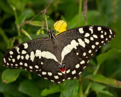 Papilio demodocus demodocus