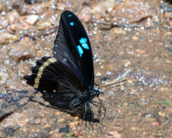 Papilio nireus lyaeus