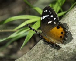 Paralethe dendrophilus indosa