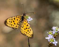 Pardopsis punctatissima