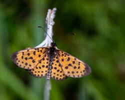 Pardopsis punctatissima