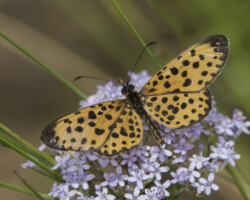 Pardopsis punctatissima