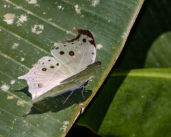 Protogoniomorpha parhassus