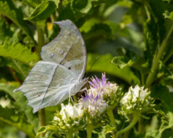 Protogoniomorpha parhassus