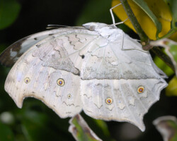 Protogoniomorpha parhassus