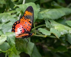 Pseudacraea boisduvalii trimenii