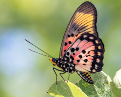 Pseudacraea boisduvalii trimenii