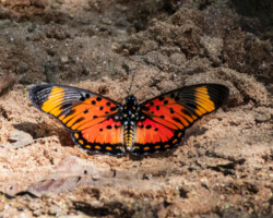 Pseudacraea boisduvalii trimenii