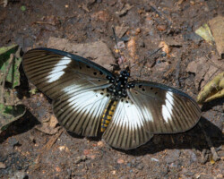 Pseudacraea eurytus imitator