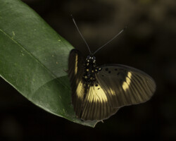 Pseudacraea eurytus imitator