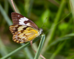 Pseudanaphaeis gidica abyssinica f doubledayi