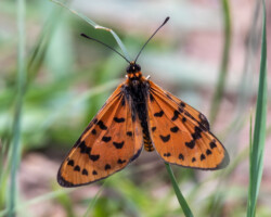 Rubraea violarum