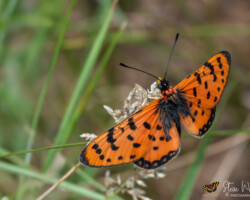 Rubraea violarum
