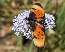 Stephenia natalica