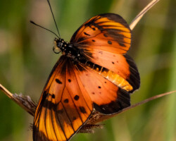 Stephenia natalica f umbrata
