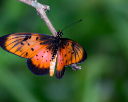 Stephenia natalica