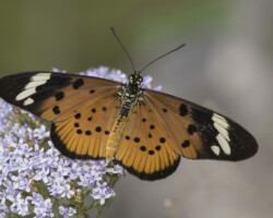 Telchinia encedon encedon