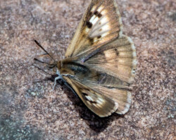 Thestor basutus basutus