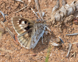 Thestor basutus basutus