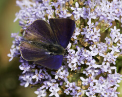 Anthene definita definita