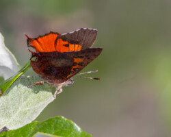 Axiocerses tjoane