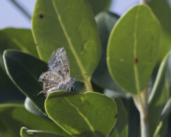 Chloroselas pseudozeritis